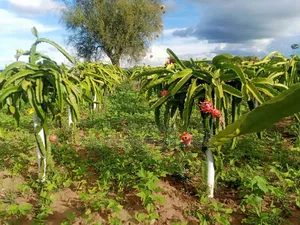 Yellow Dragon Fruits