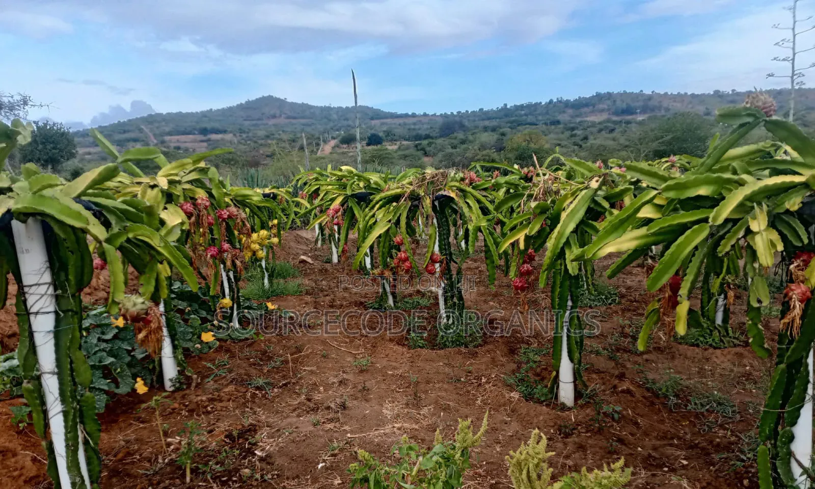 Yellow Dragon Fruits