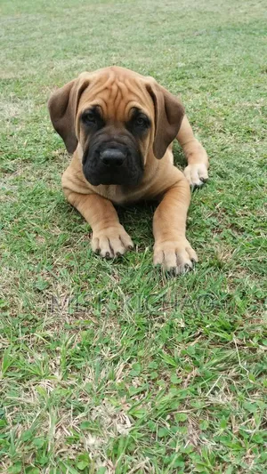 1-3 months Male Purebred Boerboel