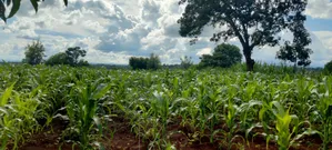 Prime 1-Acre Riverfront Land for Sale in Kirinyaga Riagicheru Kimbimbi