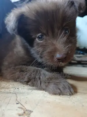 3-6 months Male Mixed Breed Maltese