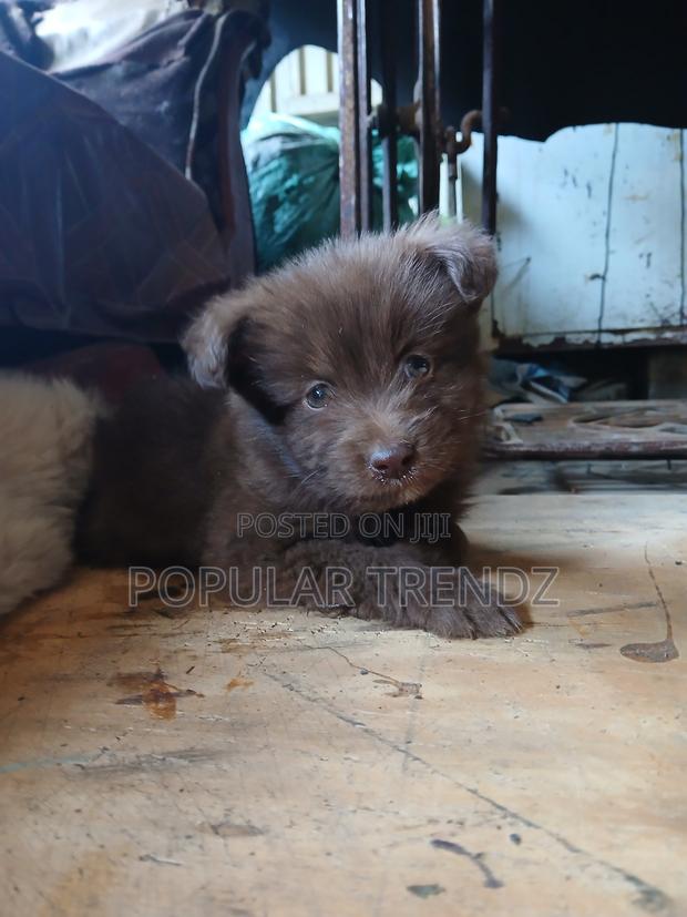 3-6 months Male Mixed Breed Maltese - thumbnail 2