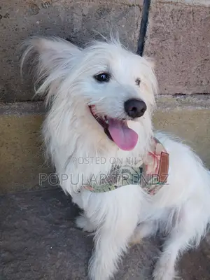1+ year Male Mixed Breed Havanese