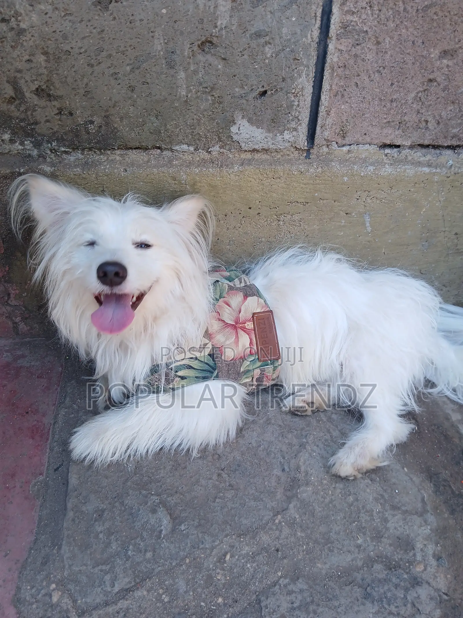 1+ year Male Mixed Breed Havanese