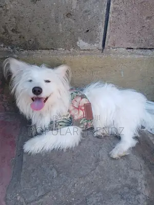 1+ year Male Mixed Breed Havanese