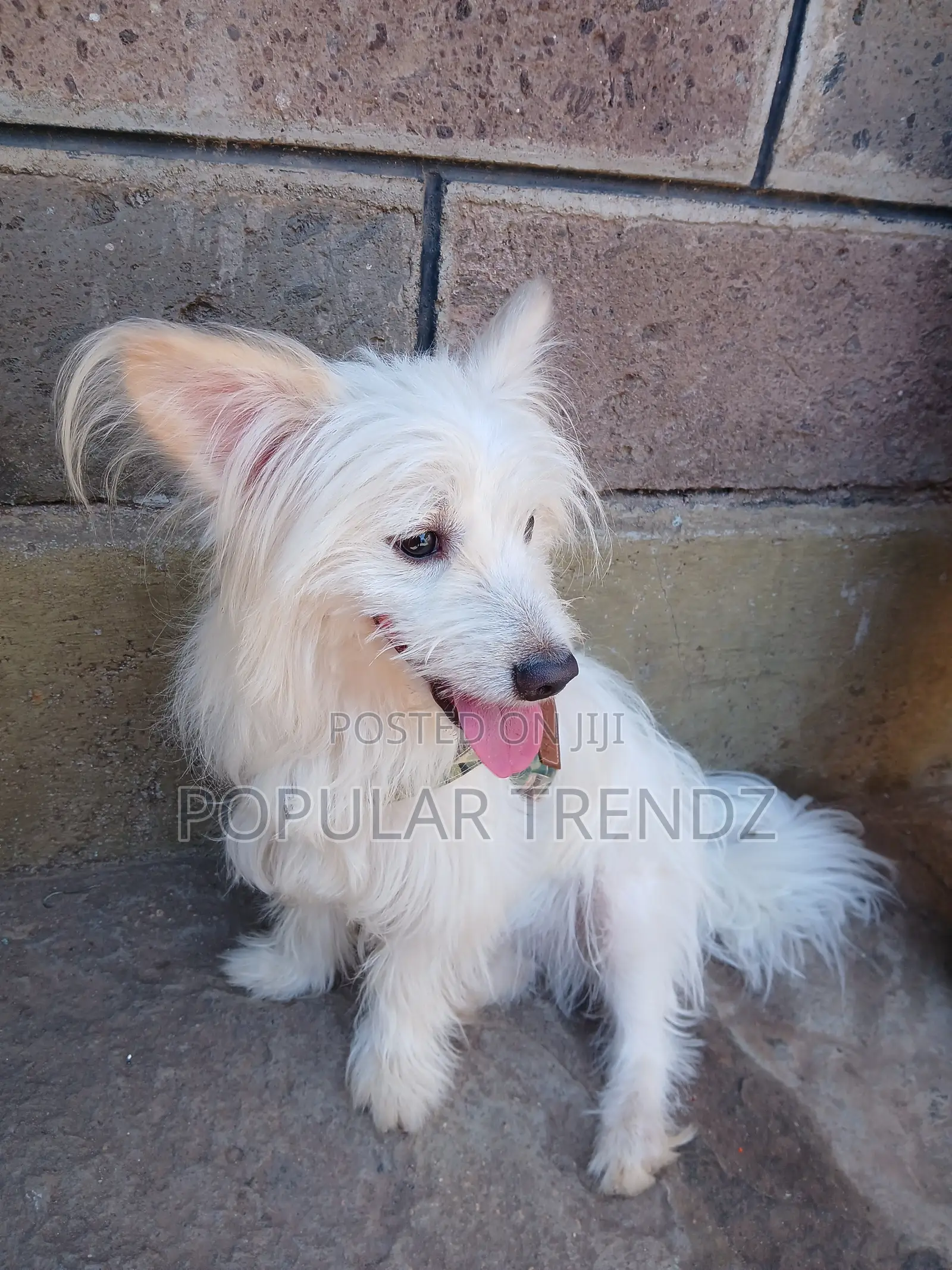 1+ year Male Mixed Breed Havanese