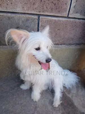 1+ year Male Mixed Breed Havanese