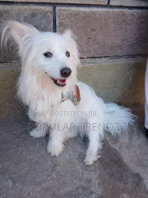 1+ year Male Mixed Breed Havanese