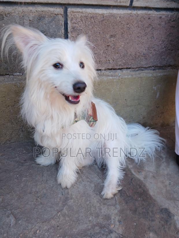 1+ year Male Mixed Breed Havanese - thumbnail 4