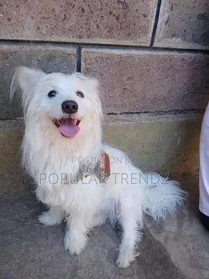 1+ year Male Mixed Breed Havanese