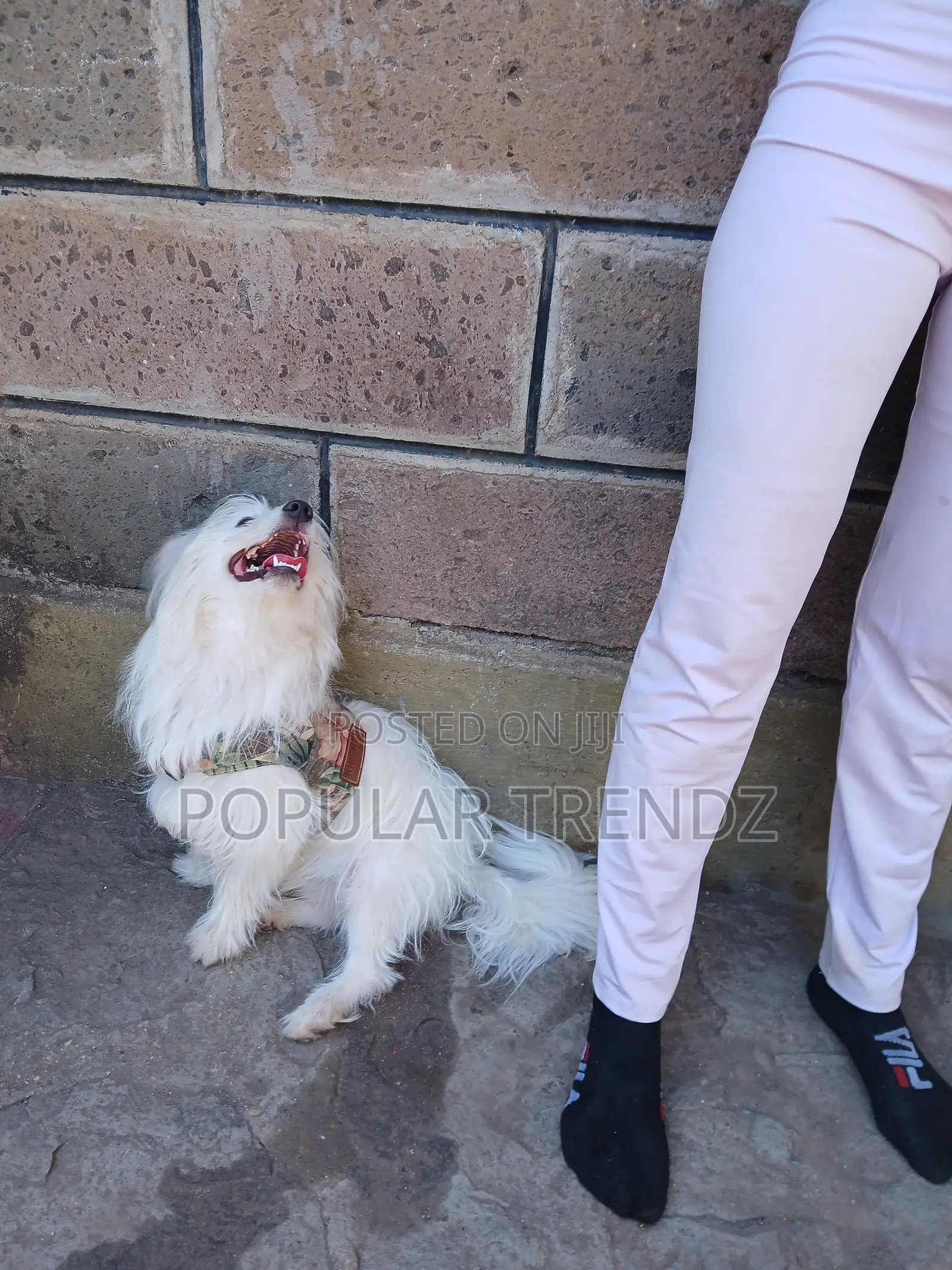 1+ year Male Mixed Breed Havanese