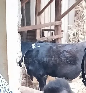 In Calf Heifer