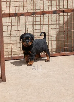 1-3 months Female Purebred Rottweiler