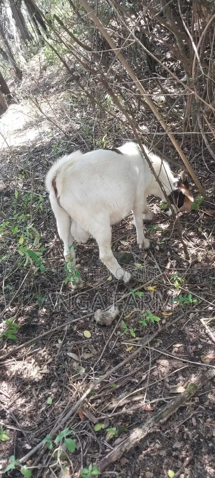 Goat Breed 7 Months