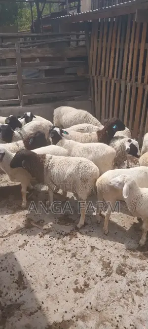 Sheep for Sale