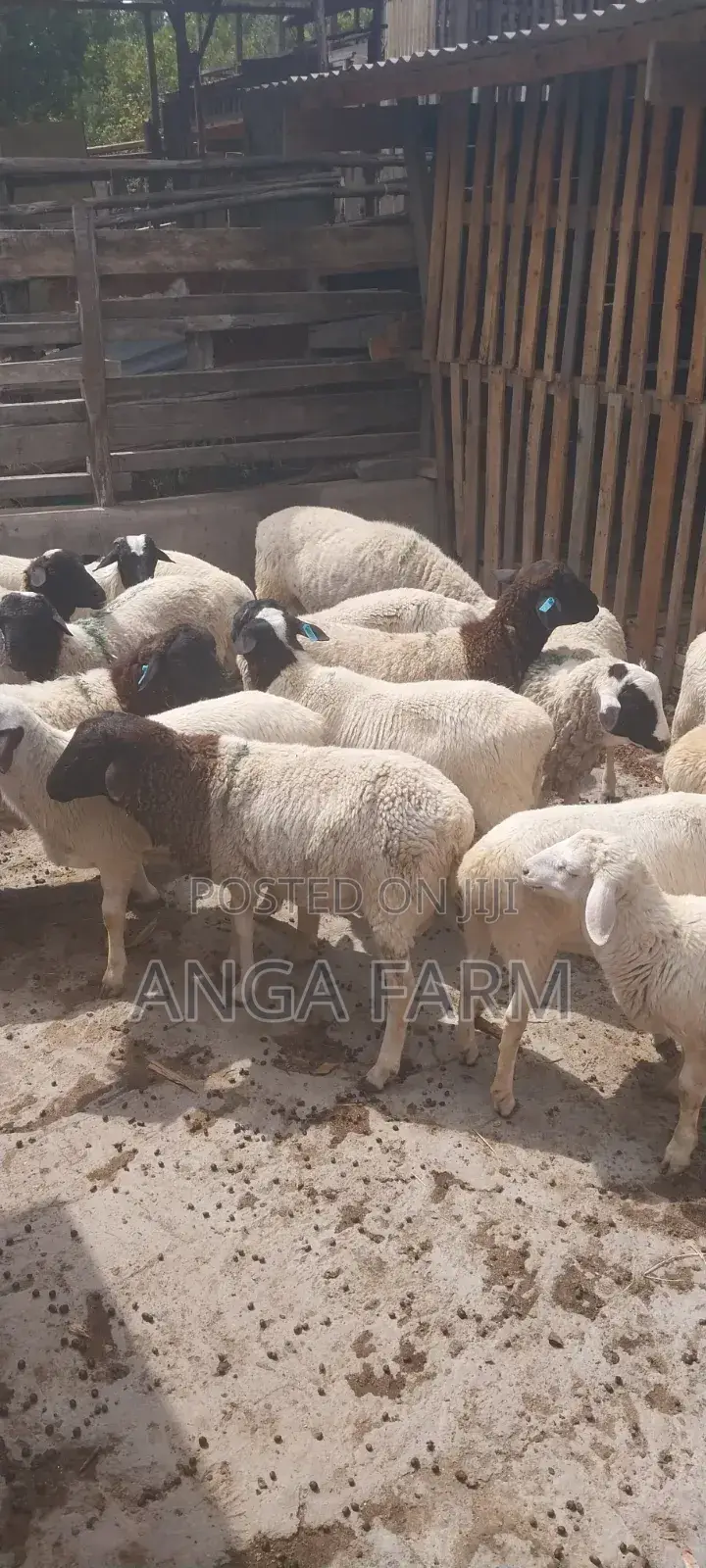 Sheep for Sale