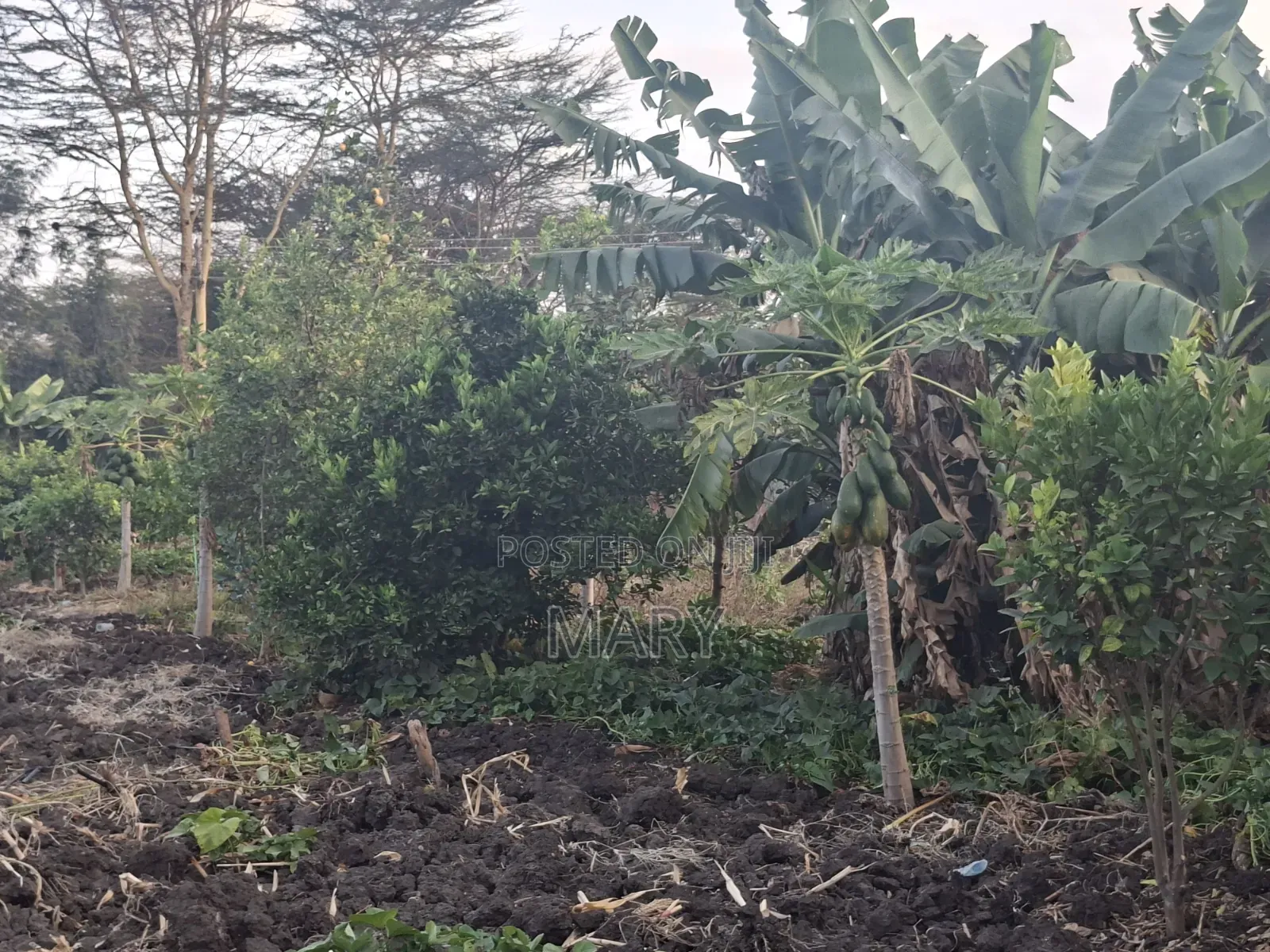 Plots for Sale in Kware Mutalia Area.