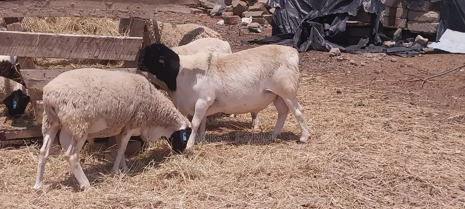 Mature Dorper Ram for Sale