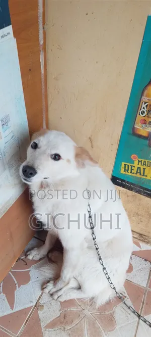 3-6 months Male Mixed Breed Finnish Spitz