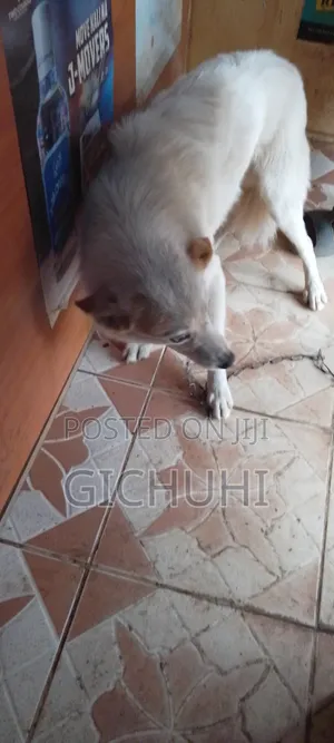 3-6 months Male Mixed Breed Finnish Spitz