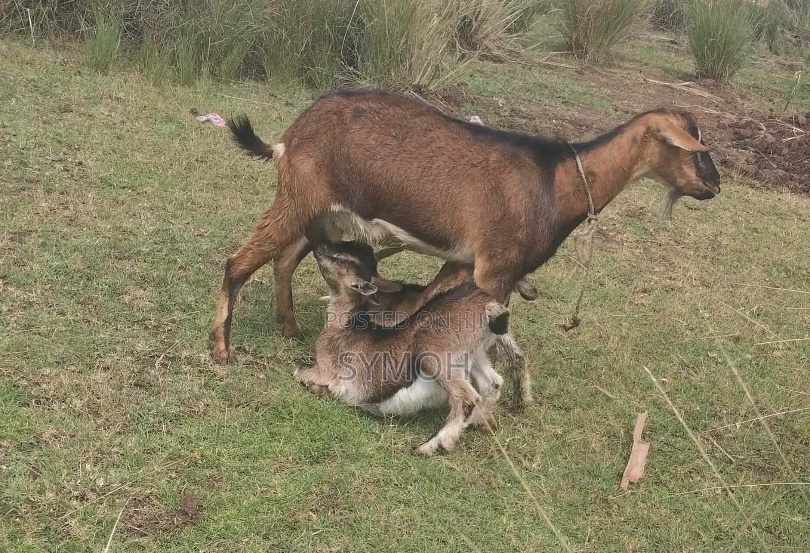 German Alpine Goats