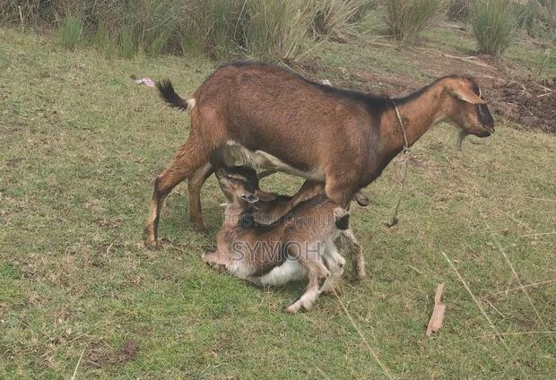 German Alpine Goats - main view