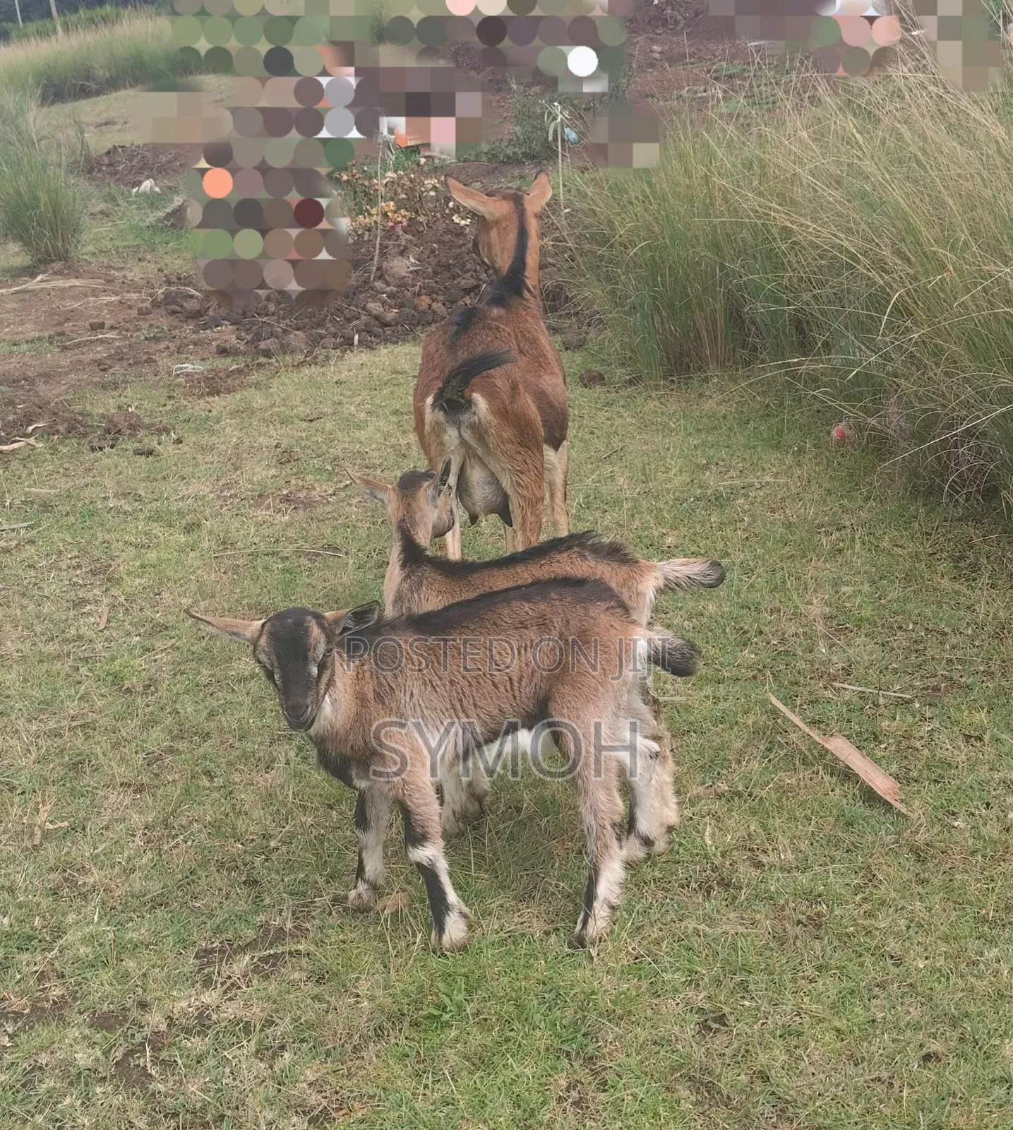 German Alpine Goats