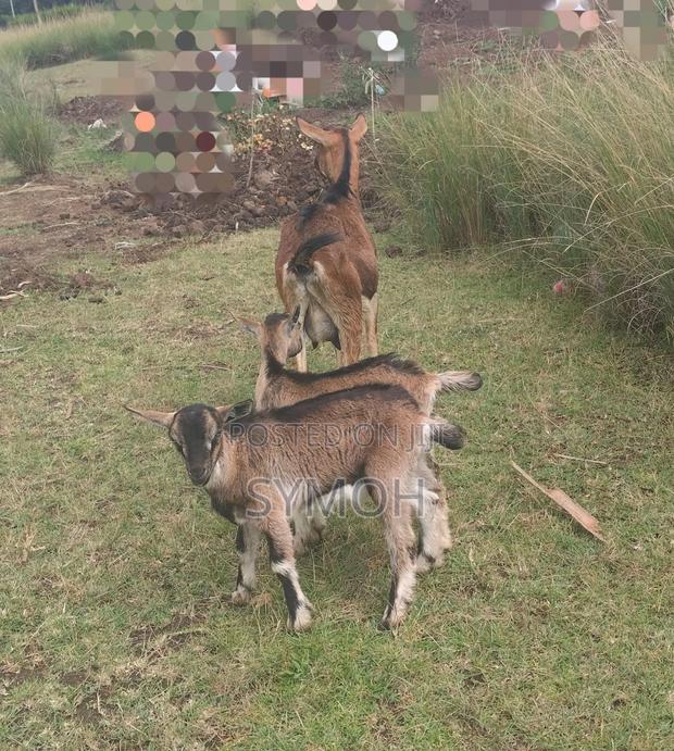 German Alpine Goats - thumbnail 3