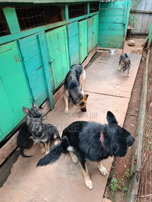1-3 months Female Purebred German Shepherd