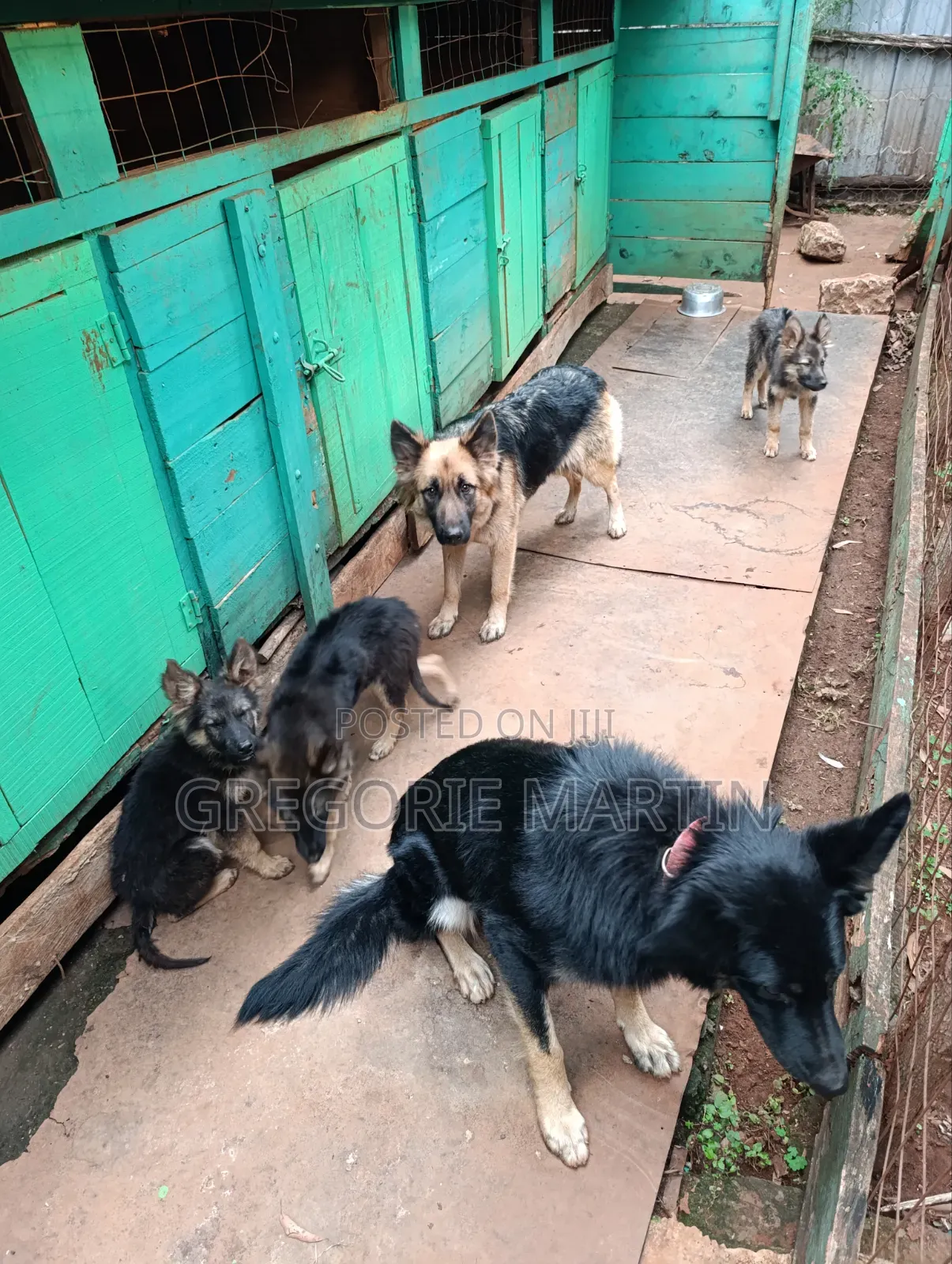 1-3 months Female Purebred German Shepherd
