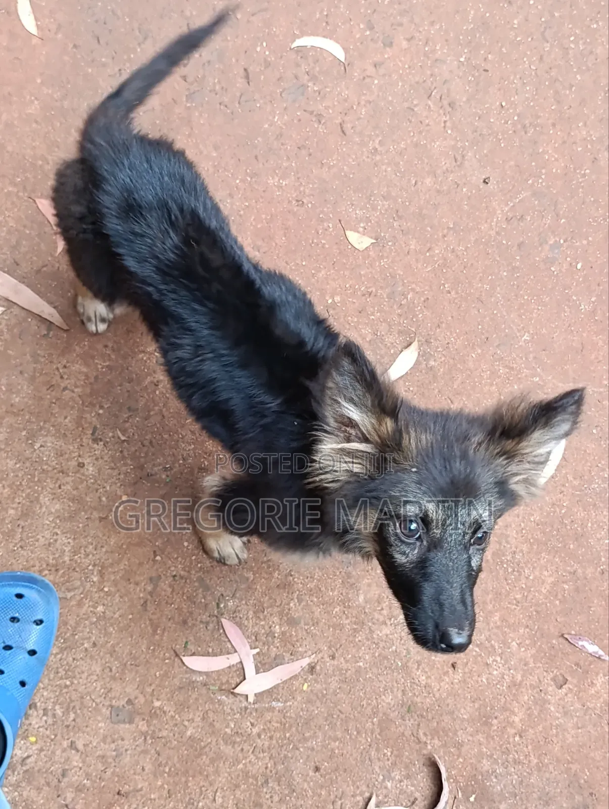 1-3 months Female Purebred German Shepherd