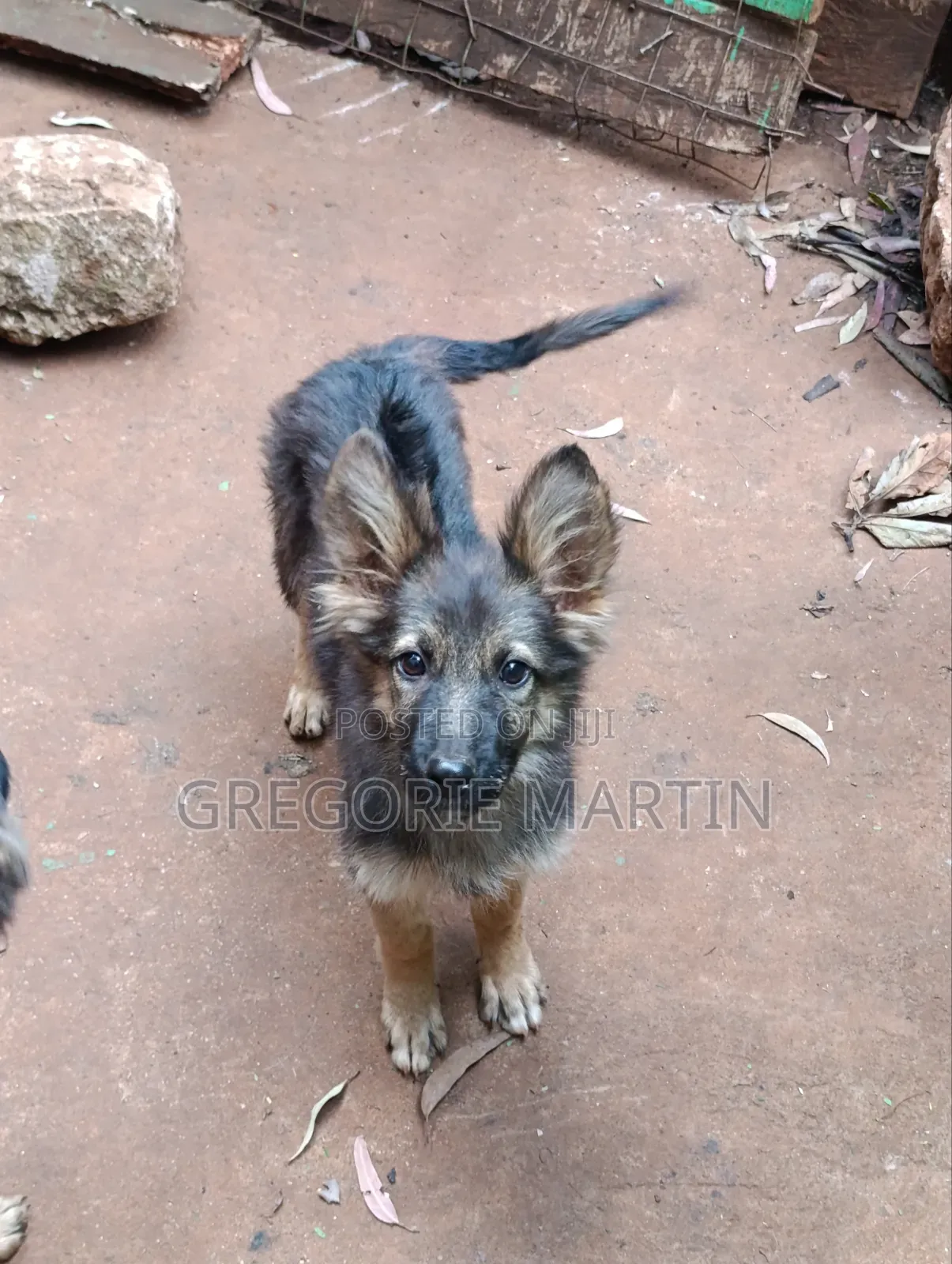 1-3 months Female Purebred German Shepherd