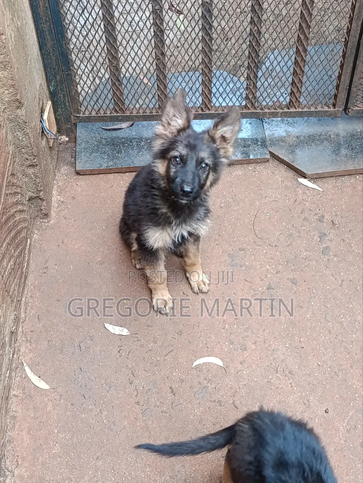 1-3 months Female Purebred German Shepherd