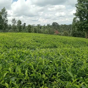 33 Acres Land Full of Tea Bushes in Embu-Runyenjes With Ready Title