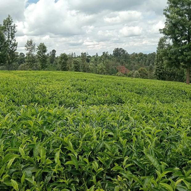 33 Acres Land Full of Tea Bushes in Embu-Runyenjes With Ready Title