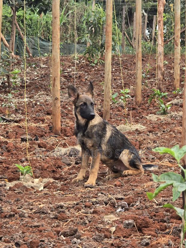 3-6 months Female Purebred German Shepherd - thumbnail 2