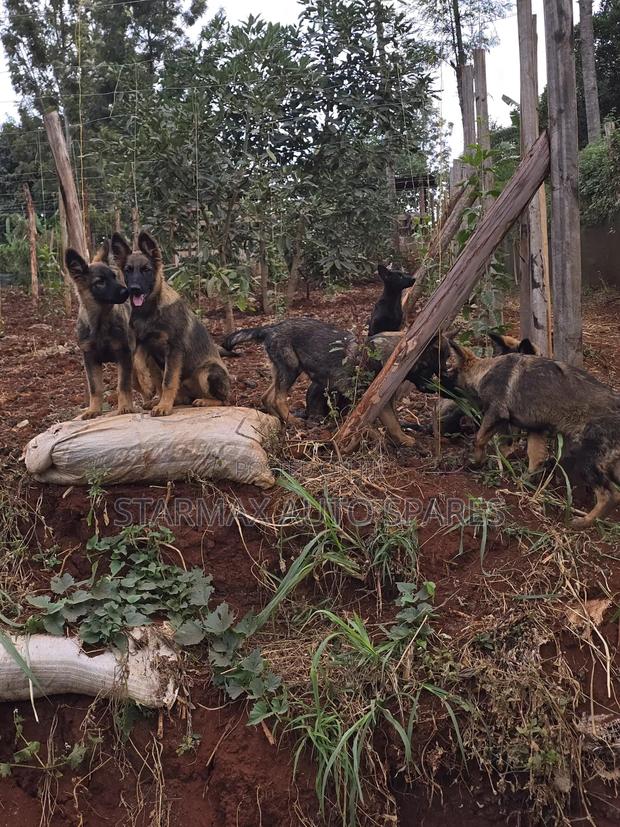 3-6 months Female Purebred German Shepherd - thumbnail 5