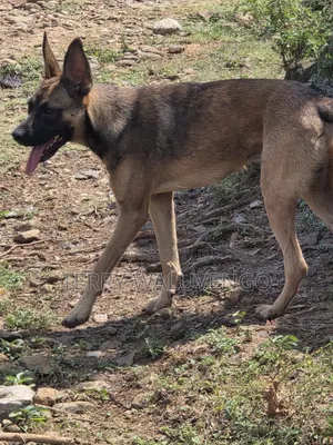1+ year Male Purebred Belgian Malinois