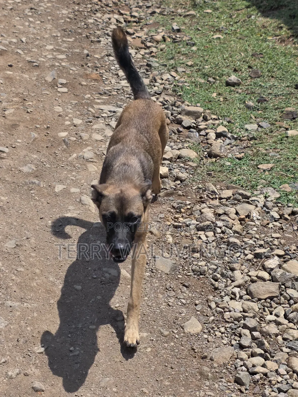 1+ year Male Purebred Belgian Malinois