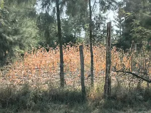50*70 Plots for Sale in Ruai Kamulu. Prime Land in Residential Area
