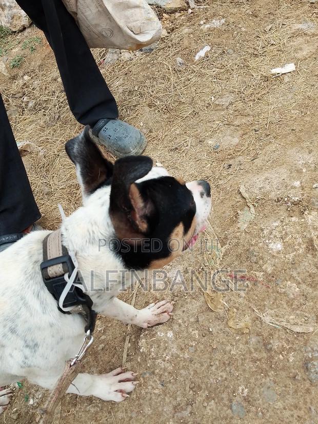 6-12 months Female Purebred American Bully - main view