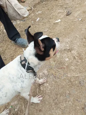 6-12 months Female Purebred American Bully