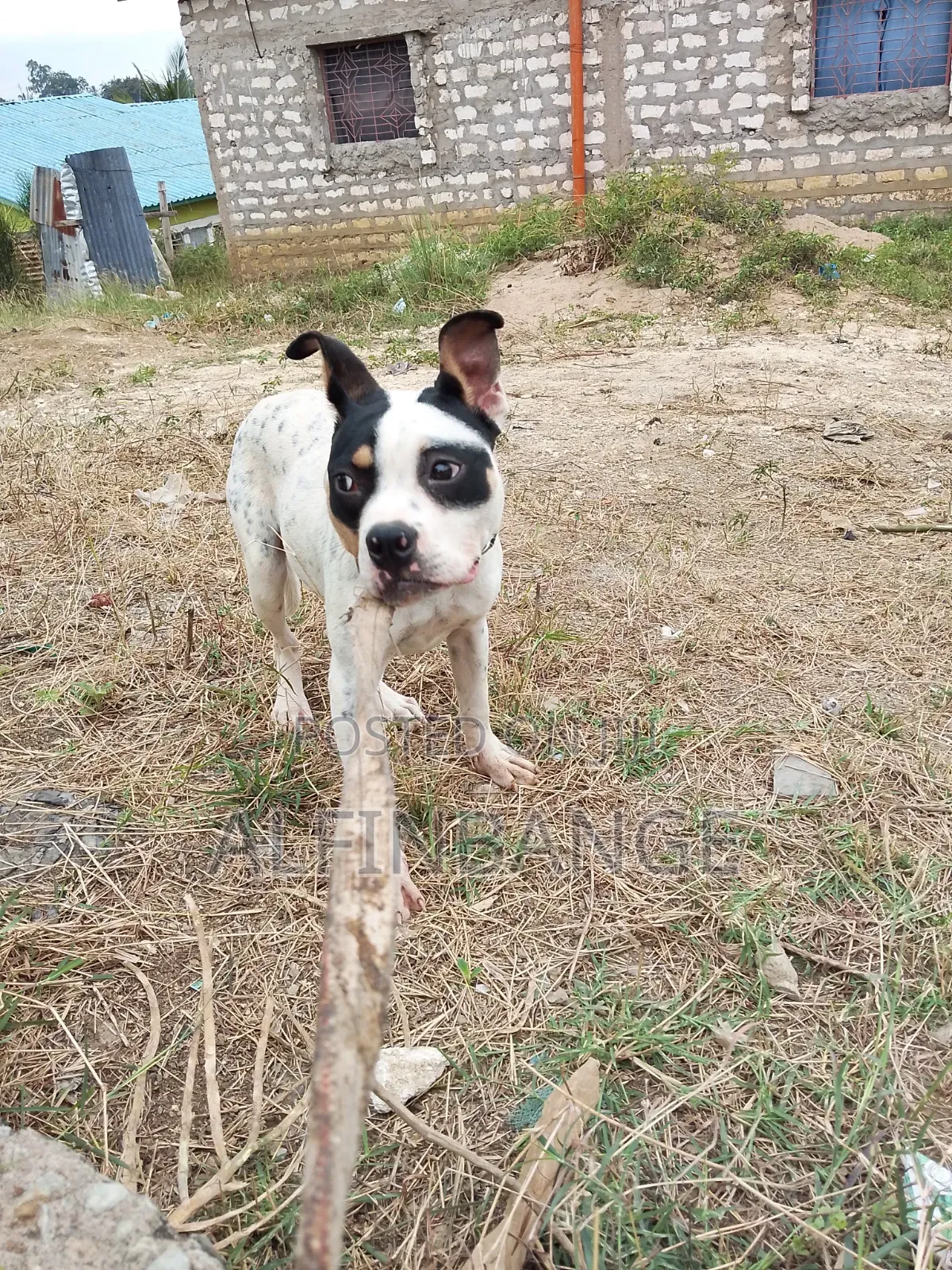 6-12 months Female Purebred American Bully