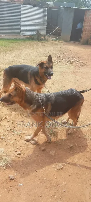 1+ year Male Mixed Breed German Shepherd