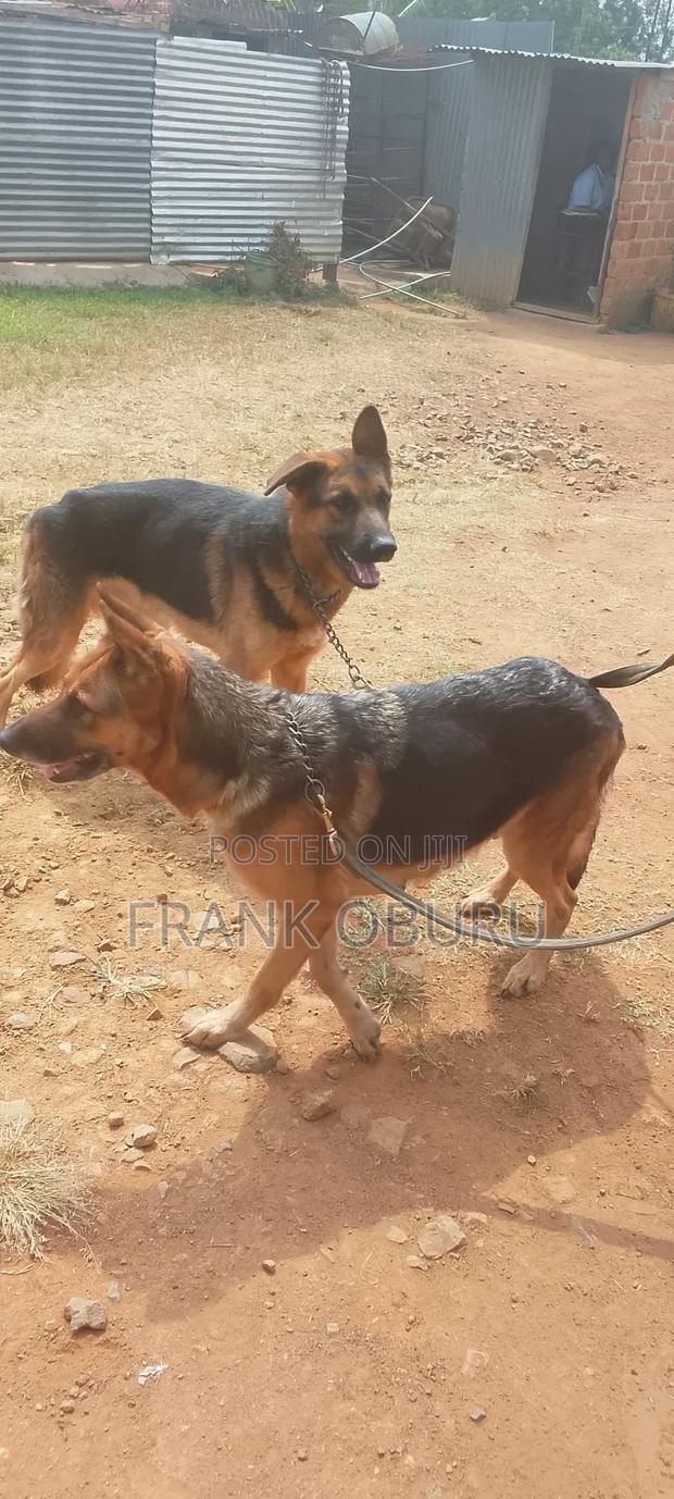 1+ year Male Mixed Breed German Shepherd