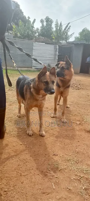 1+ year Male Mixed Breed German Shepherd