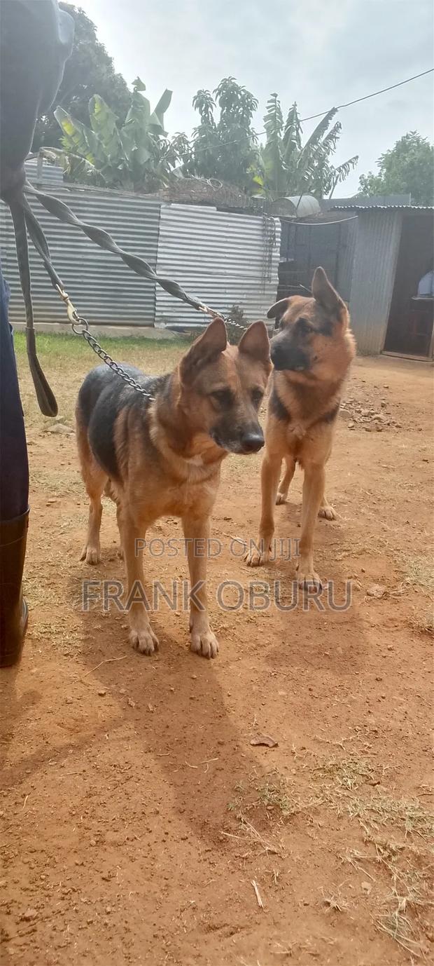 1+ year Male Mixed Breed German Shepherd - thumbnail 2
