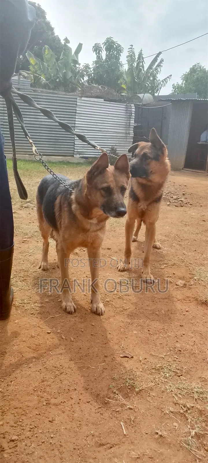 1+ year Male Mixed Breed German Shepherd