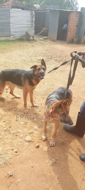 1+ year Male Mixed Breed German Shepherd