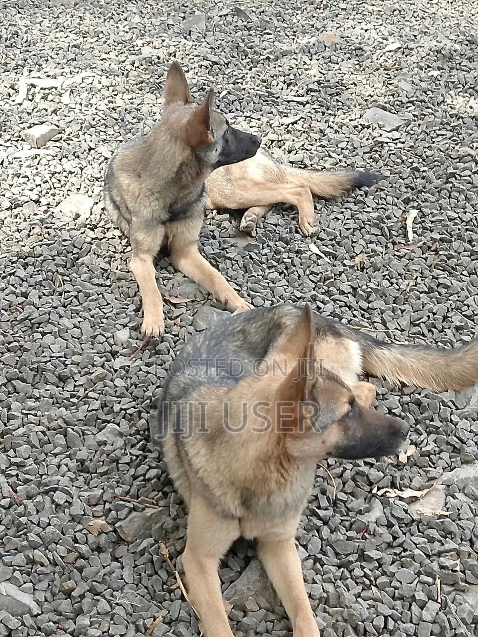 3-6 months Female Purebred German Shepherd